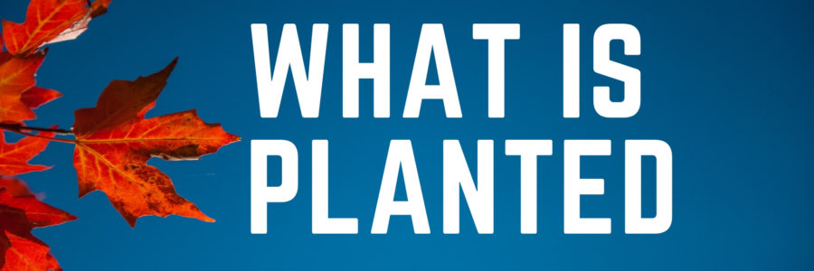 What Is Planted